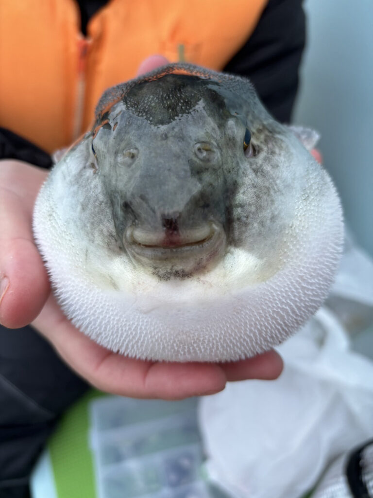 見事な上顎ど真ん中フッキング