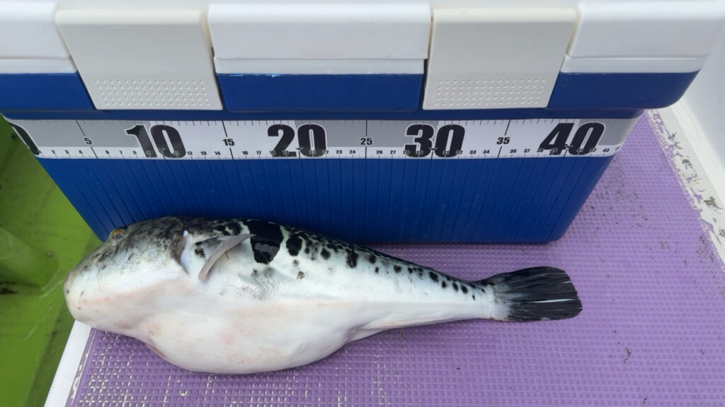 約45センチのトラフブ