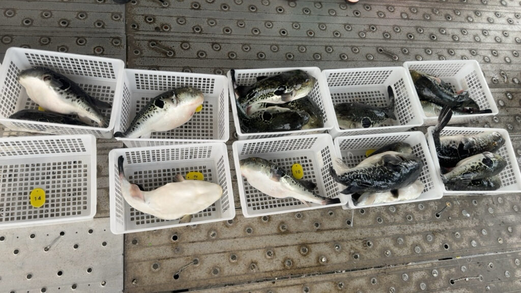 それぞれのカゴに入った釣れたトラフグ