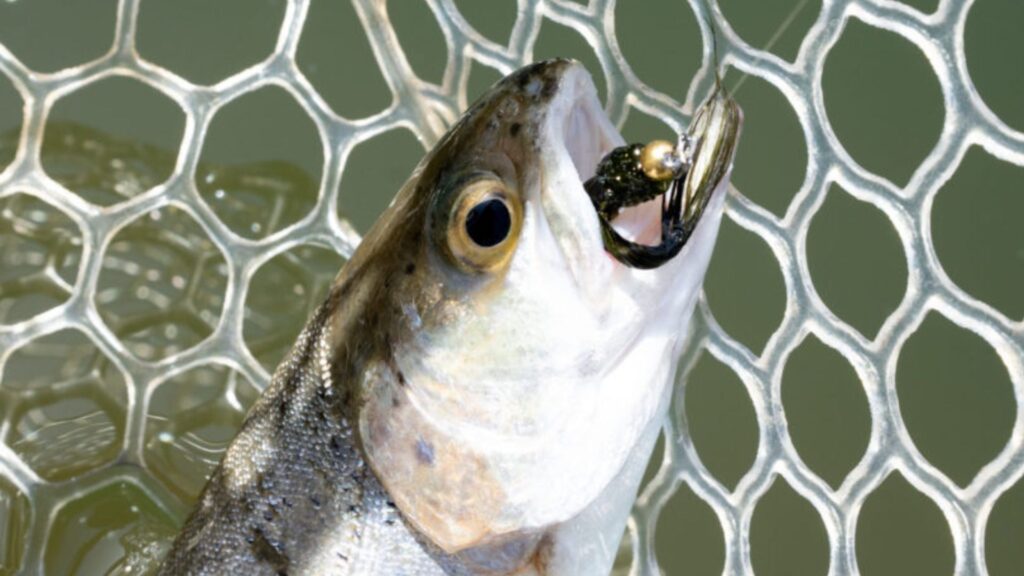 毛波ちゃん使用例