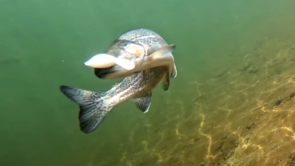 Rita DR-SS 使用場面